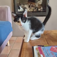 Archy de Noslon, chat à adopter