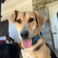 Mark, chien à adopter