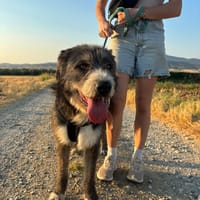 Pierro, chien à adopter