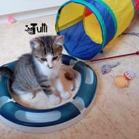 TUTTI, chat à adopter