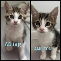 ADJAR et AMILTON  DOUBLE ADOPTION, chat à adopter