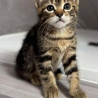 ALBANE, chatte à adopter