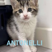 ANTONELLI, chat à adopter