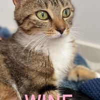 WINE, chatte à adopter