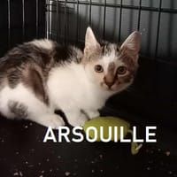 ARSOUILLE, chat à adopter