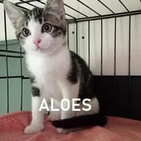 ALOES, chatte à adopter