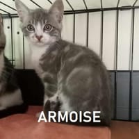 ARMOISE, chatte à adopter