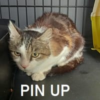 PIN UP, chatte à adopter