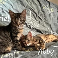 ARIEL et ABBY   Double adoption, chatte à adopter