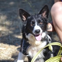 TERRA, chienne à adopter