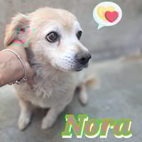 NORA taglia piccola, nata nel 2018, cane femmina da adottare