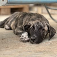Bro, chien à adopter