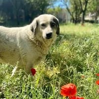 katia, chienne à adopter