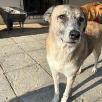 kira, chienne à adopter