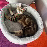 Chloé, chatte à adopter