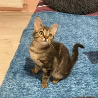 Diva, chatte à adopter