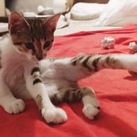 Clyde, chat à adopter