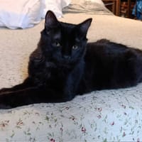 Fluffly, chat à adopter