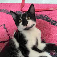 Georges, chat à adopter