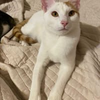 Junior, chat à adopter