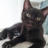 Nori, chatte à adopter