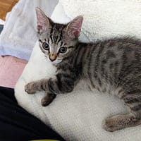 Lubin, chat à adopter