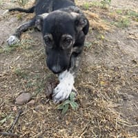 charles, chien à adopter
