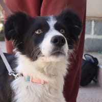 MAX (Martina), chien à adopter