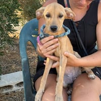 TWINKLE (Maria), chienne à adopter