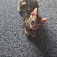 Asmar, chat à adopter