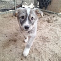 Sophie, chienne à adopter