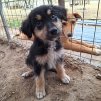 Antuan, chien à adopter