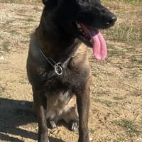 MELIA, chienne à adopter