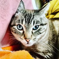 BOUBA, chat à adopter