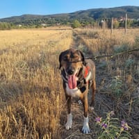 Samu, chien à adopter