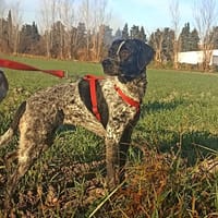 NALA, chienne à adopter