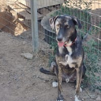 Ted, chien à adopter