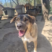 Cassy, chienne à adopter