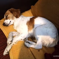 BELLA, chienne à adopter