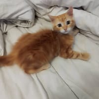 ARLEQUIN, chat à adopter