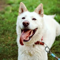 Hunter, pies do adopcji