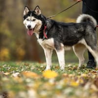Adri, suczka do adopcji