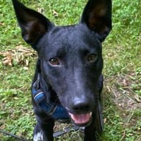 THEOwartet schon in 48153 Münster!, Hund zur Adoption