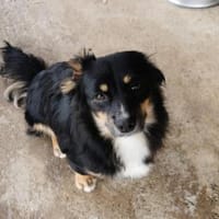 Theo zur Zeit in Düren, Hund zur Adoption
