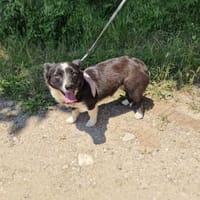 Liska ein sehr liebes Mädchen, Hündin zur Adoption