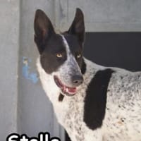STELLA, Hündin zur Adoption