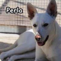 PERLA, Hündin zur Adoption