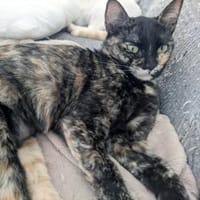 Schüchternes Schildpattmädchen Berta, Katze zur Adoption