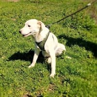 Danny sucht eine Familie, Hund zur Adoption