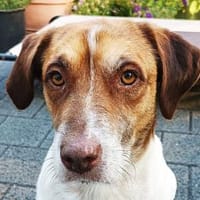 JOSHI-sanfter,hübscher Rüde,39 cm, Hund zur Adoption